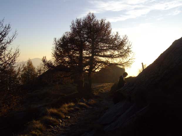 albero