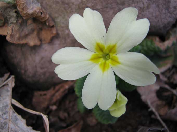 flora