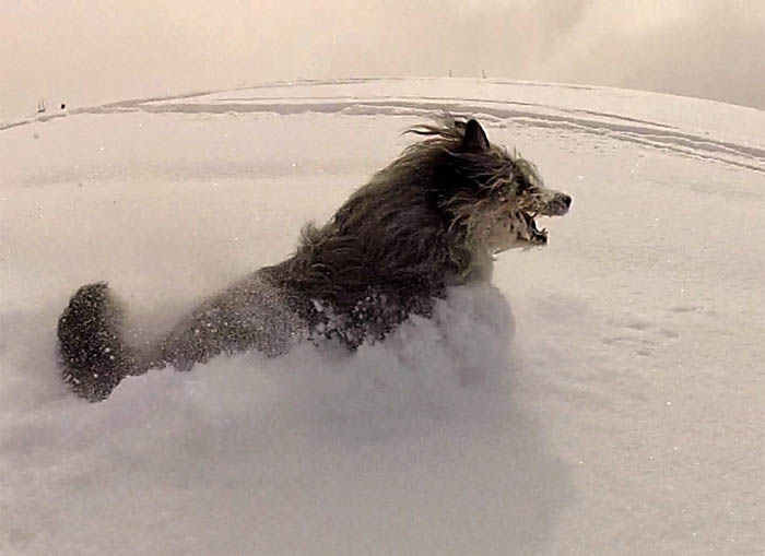 il cane bond