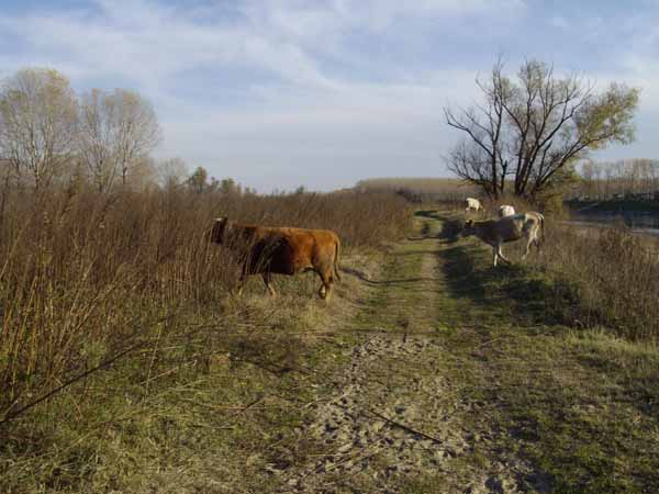 IMGP0658