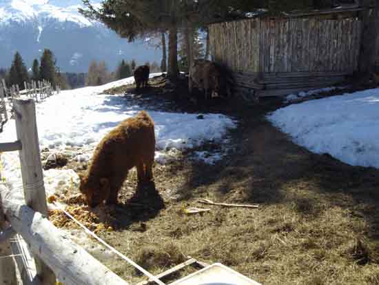 yak