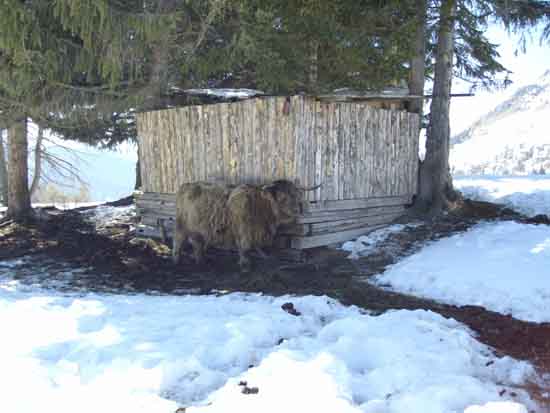 yak