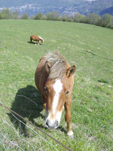 cavallo