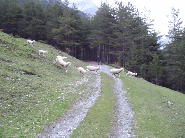 Pecore
