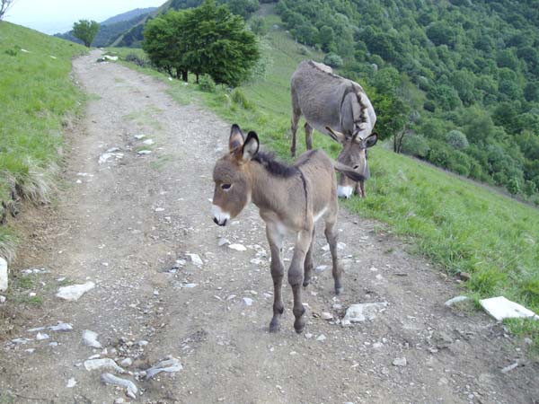 Cucciolo
