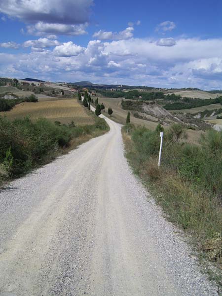 cipressi