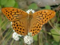 farfalla