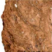 cacca