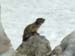 marmotta