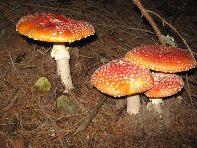 amanita_muscaria