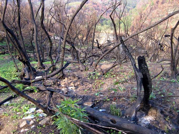 incendio